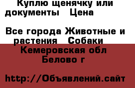 Куплю щенячку или документы › Цена ­ 3 000 - Все города Животные и растения » Собаки   . Кемеровская обл.,Белово г.